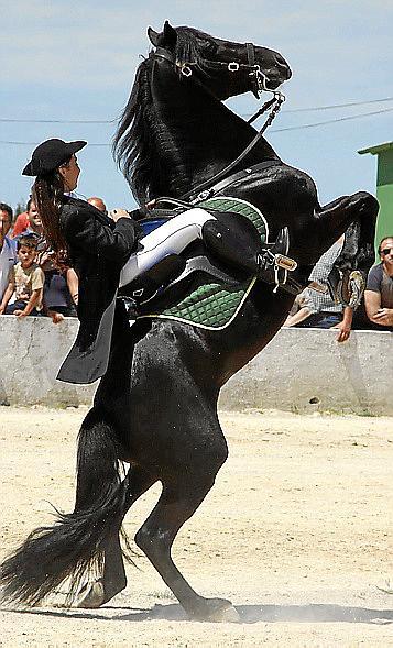 XXVI Fira des Cavall de Raça Menorquina de Es Mercadal,Menorca – 21 y 22 de Mayo del 2016.