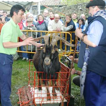 XIX Día de la Cabra de Baranbio (Amurrio),Álava – 12 de Junio del 2016.