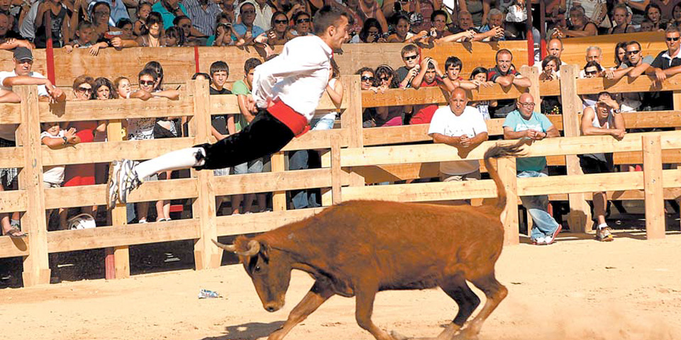 Día de la Vaca Brava de Larraga,Navarra – 24 de Julio del 2016.